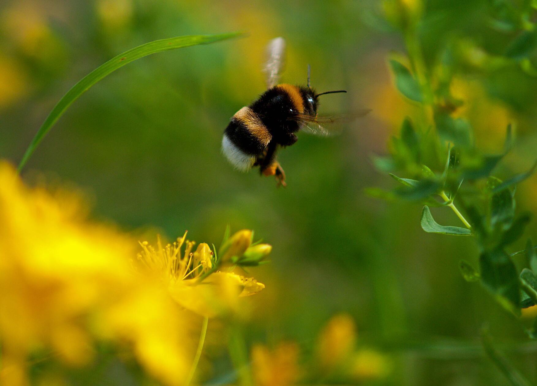 Den Hummelflug konnte unser Leser mit einem Makroobjektiv festhalten.