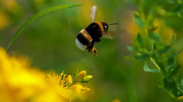 Den Hummelflug konnte unser Leser mit einem Makroobjektiv festhalten.