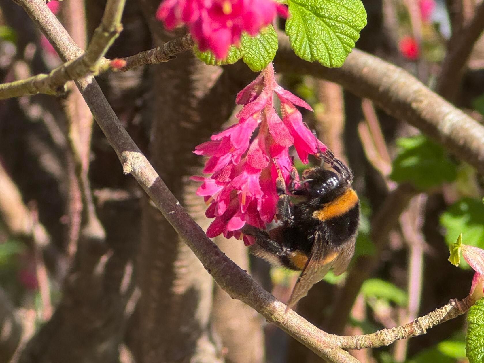 In ihrem Garten hat unsere Leserin Margit Müller-Münch dieses Bild aufgenommen.