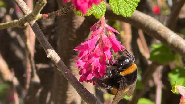 In ihrem Garten hat unsere Leserin Margit Müller-Münch dieses Bild aufgenommen.