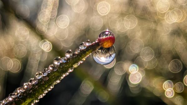 Meisterhaft wurde hier eingefangen, wie das Zusammenspiel von Morgensonne und Tautropfen Grashalme in ein glitzernden Spektakel verwandeln.
