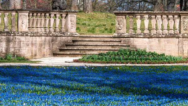 Ein leuchtendes Blütenmeer aus Blausternen verzaubert die Wiesen des Ellinger Schlossparks.