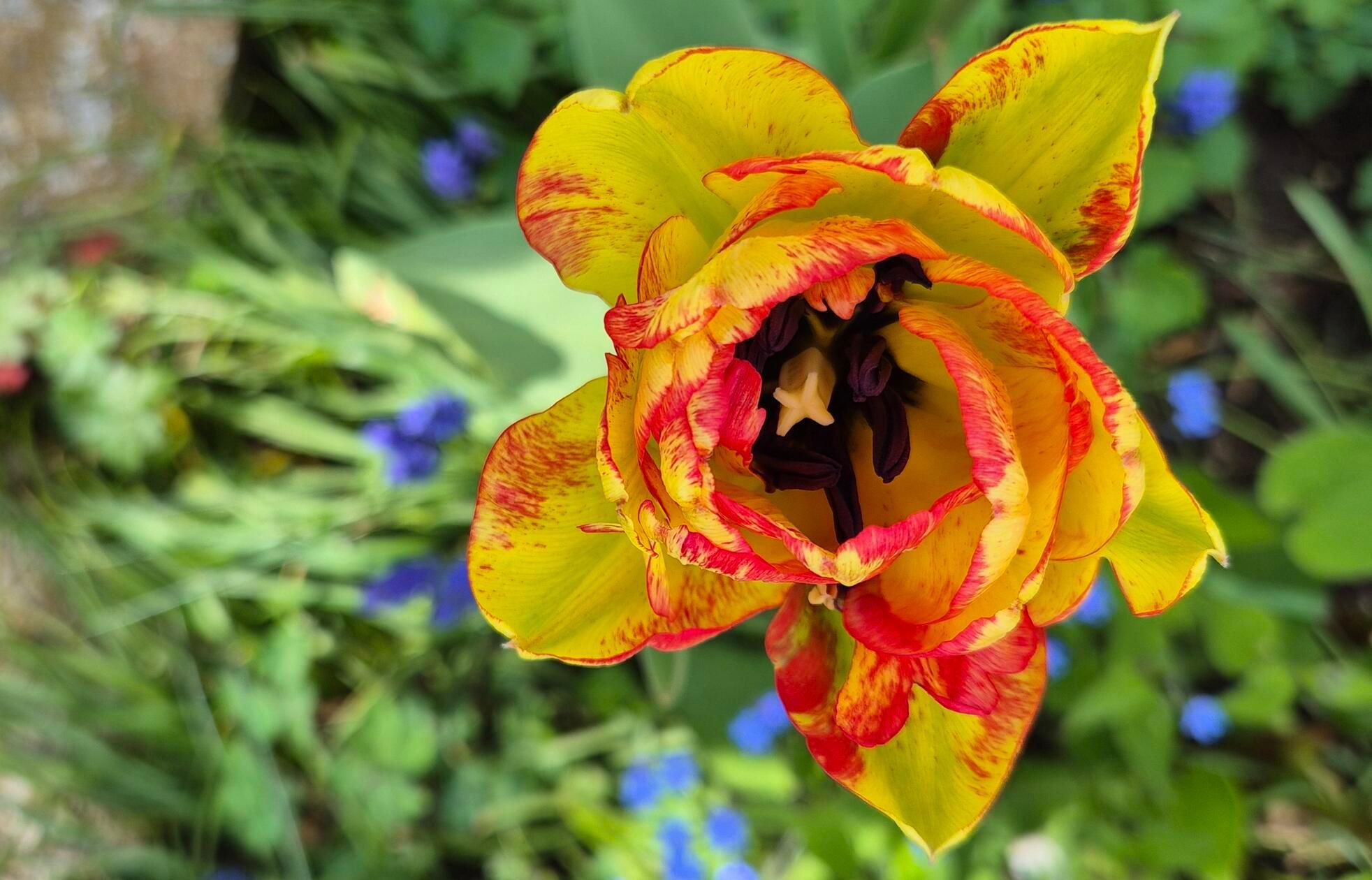 Wunderschönes Farbspiel im Blumenbeet.