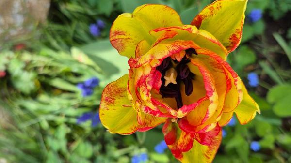 Wunderschönes Farbspiel im Blumenbeet.