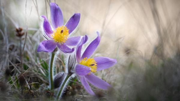 Ein absolutes Highlight unter den Frühlingsblühern sind die Küchenschellen. Gesehen im Altmühltal.