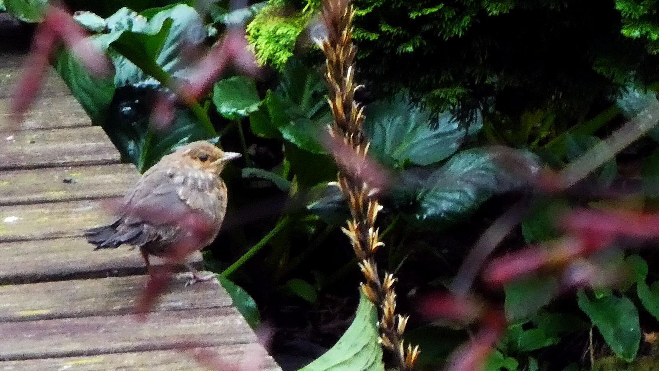 Ein Amseljunges auf Entdeckungstour im Garten.