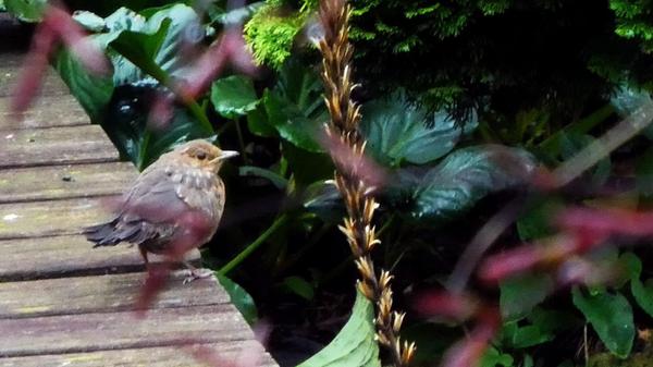 Ein Amseljunges auf Entdeckungstour im Garten.