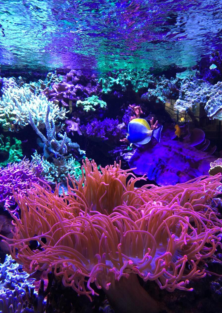 Unterwasserwelt in einem Aquarium im Nürnberger Tiergarten.