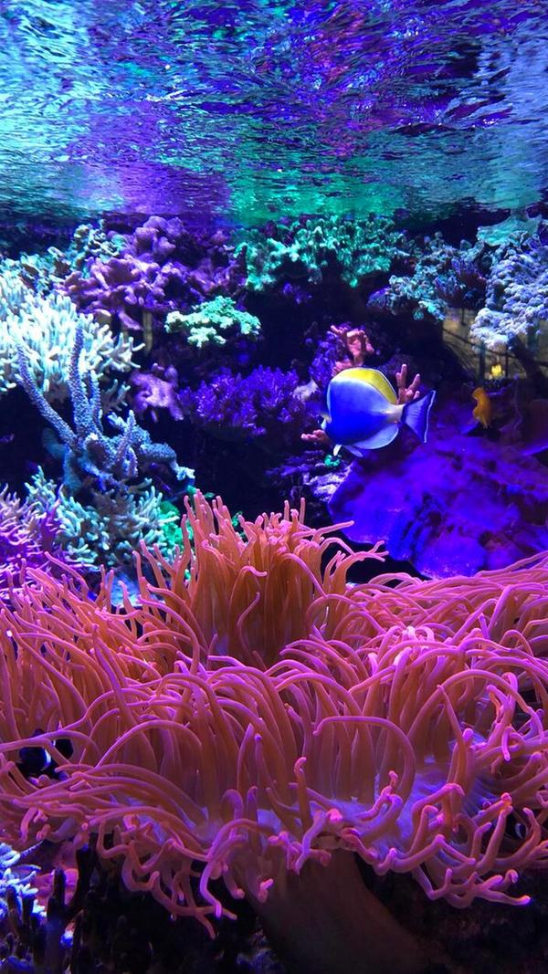Unterwasserwelt in einem Aquarium im Nürnberger Tiergarten.