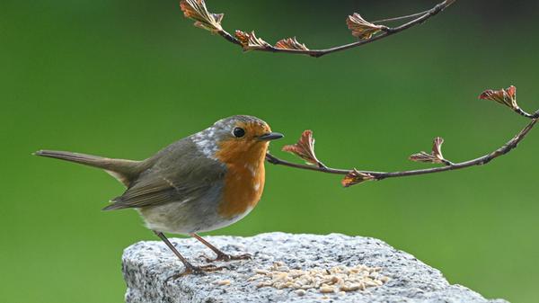 Rotkehlchen im Garten – immer wieder eine Freude!