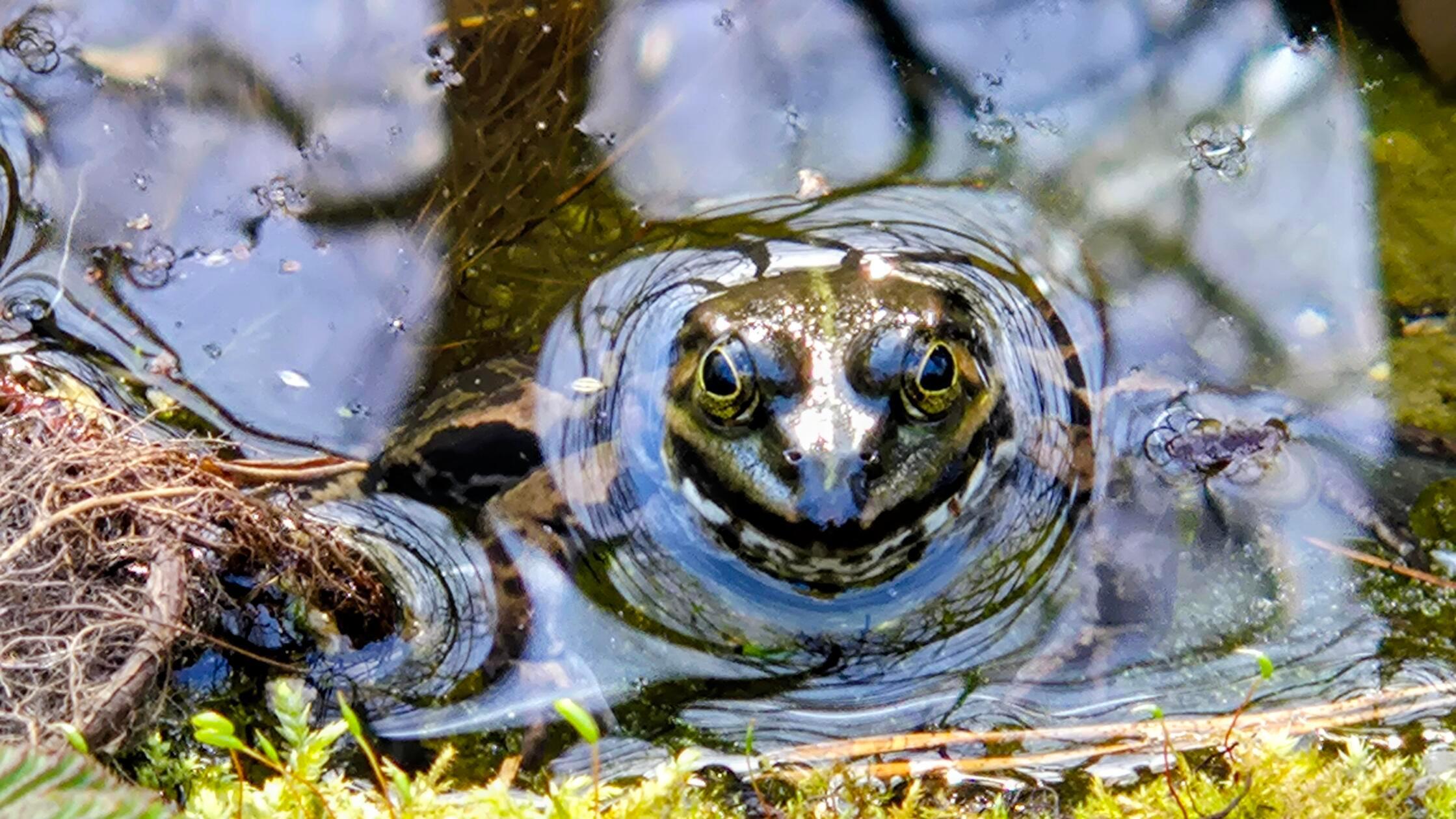 Neugierig schaut der Frosch aus dem Teich im botanischen Garten in Erlangen.
