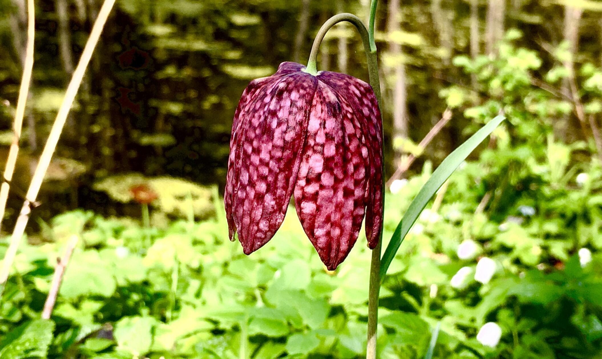 Einzigartig gemustert und in freier Natur selten zu finden: Die Schachbrettblume.
