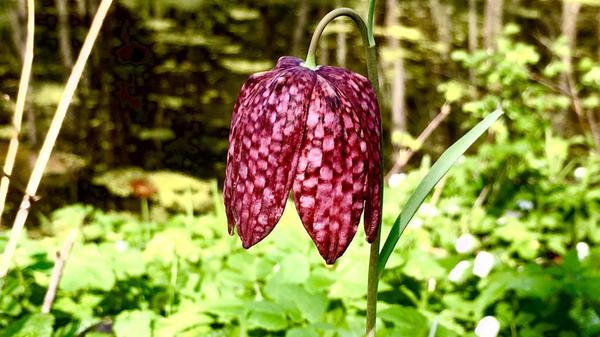 Einzigartig gemustert und in freier Natur selten zu finden: Die Schachbrettblume.