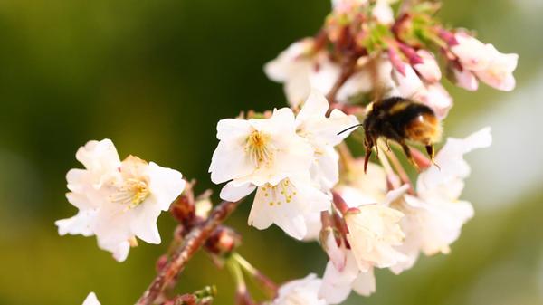 Im dicken Hummelpelz geht`s hinein in zarte Frühlingsblüten.