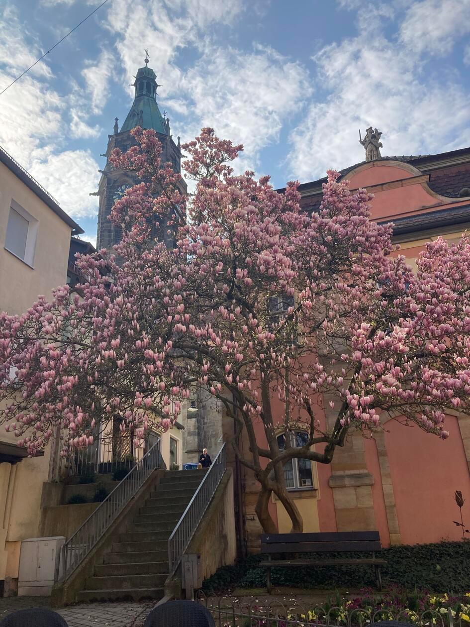 Blühende Magnolie, im Hintergrund die evangelische Stadtkirche.