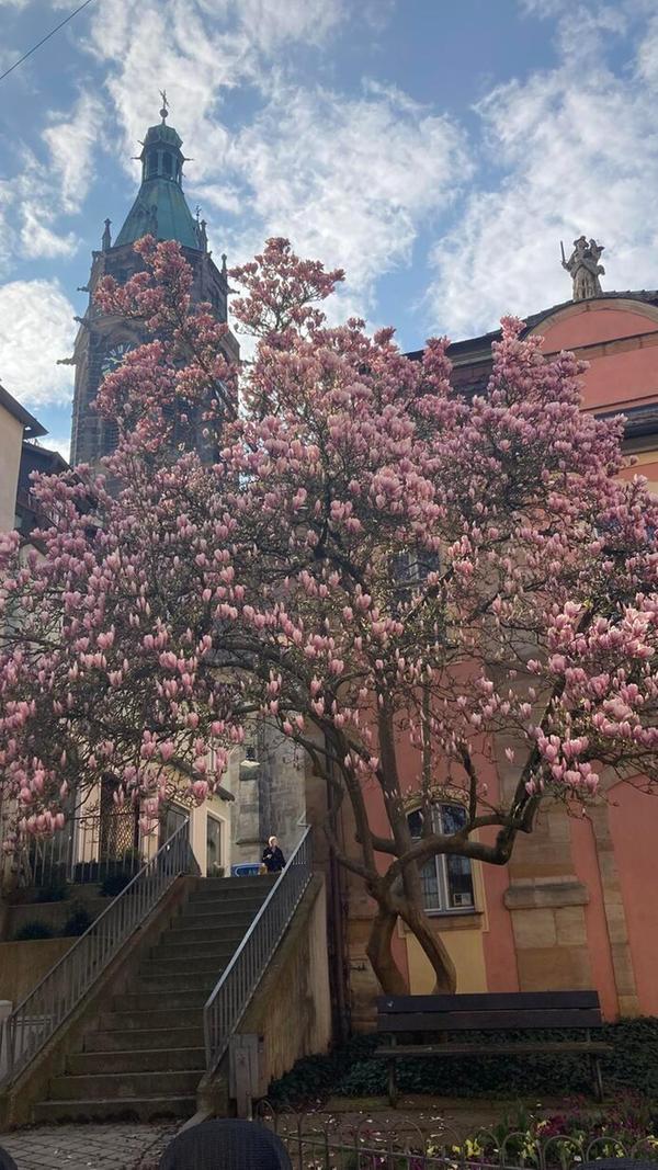 Blühende Magnolie, im Hintergrund die evangelische Stadtkirche.
