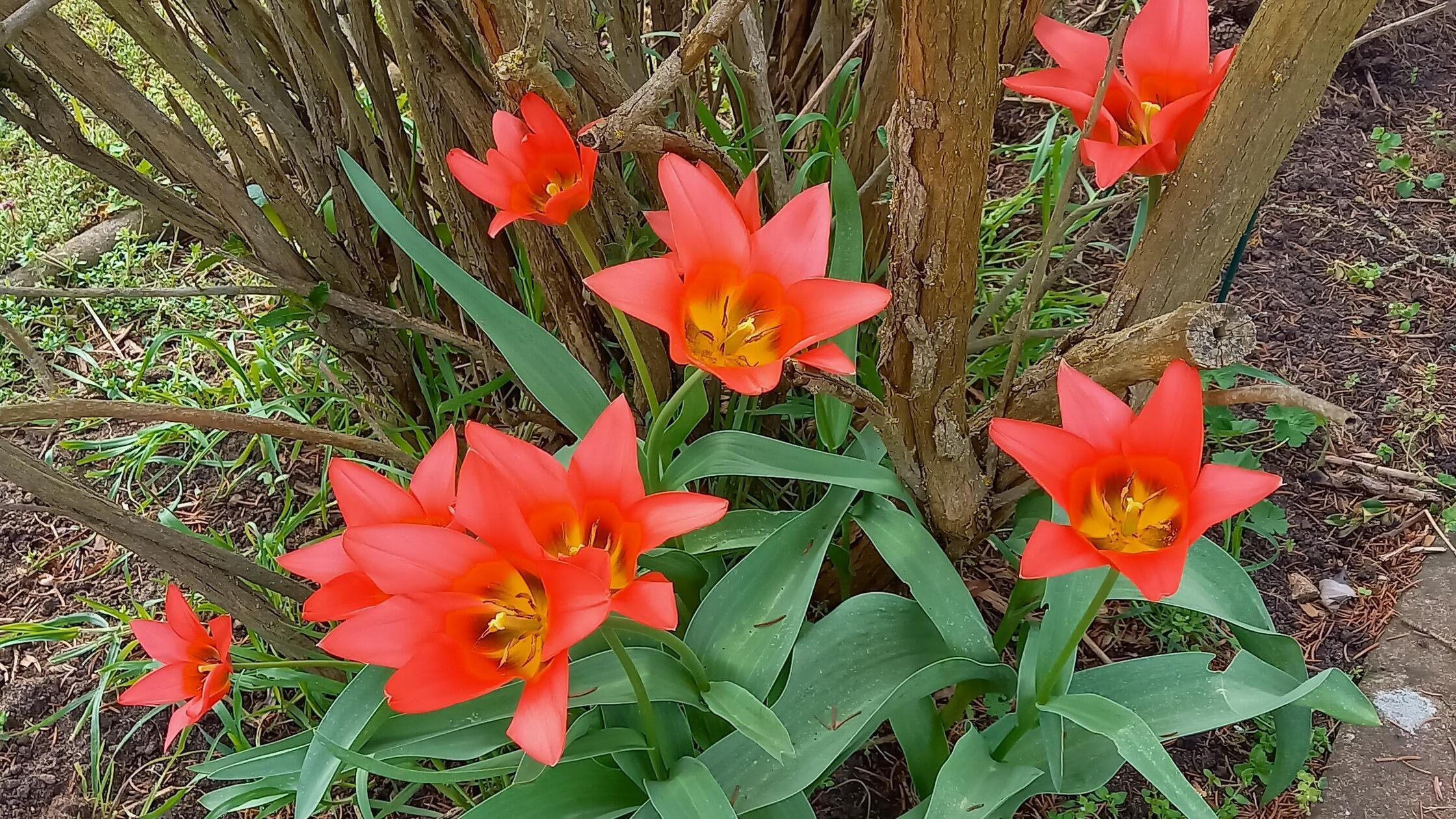 Tulpen zählen zu den auffallendsten und farbenprächtigsten Frühjahrsblühern.
