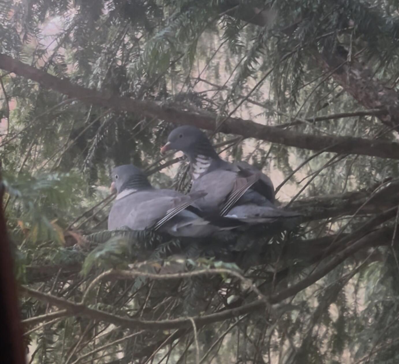 Ein brütendes Taubenpärchen in Bernlohe.