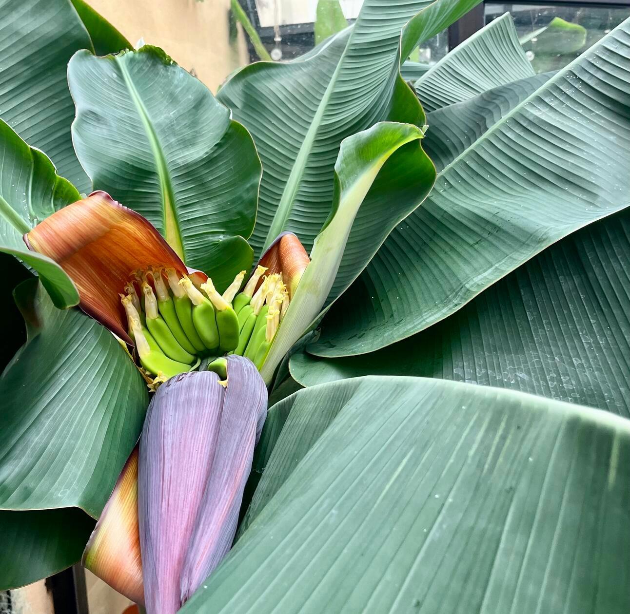 Die Banane in Garten unseres Lesers trägt Früchte.
