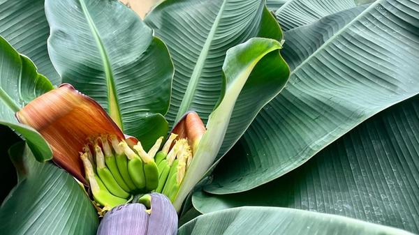 Die Banane in Garten unseres Lesers trägt Früchte.