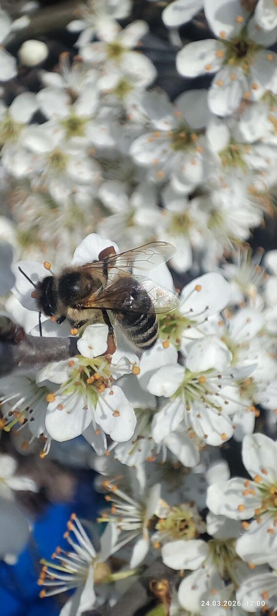 Frühlings-Blütenpracht im Garten unserer Leserin.