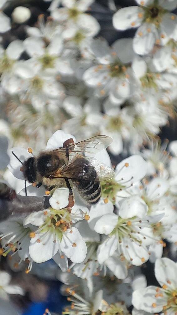 Frühlings-Blütenpracht im Garten unserer Leserin.