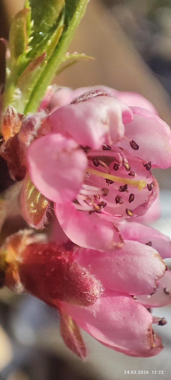 Frühlings-Blütenpracht im Garten unserer Leserin.