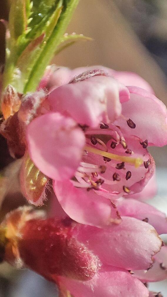 Frühlings-Blütenpracht im Garten unserer Leserin.
