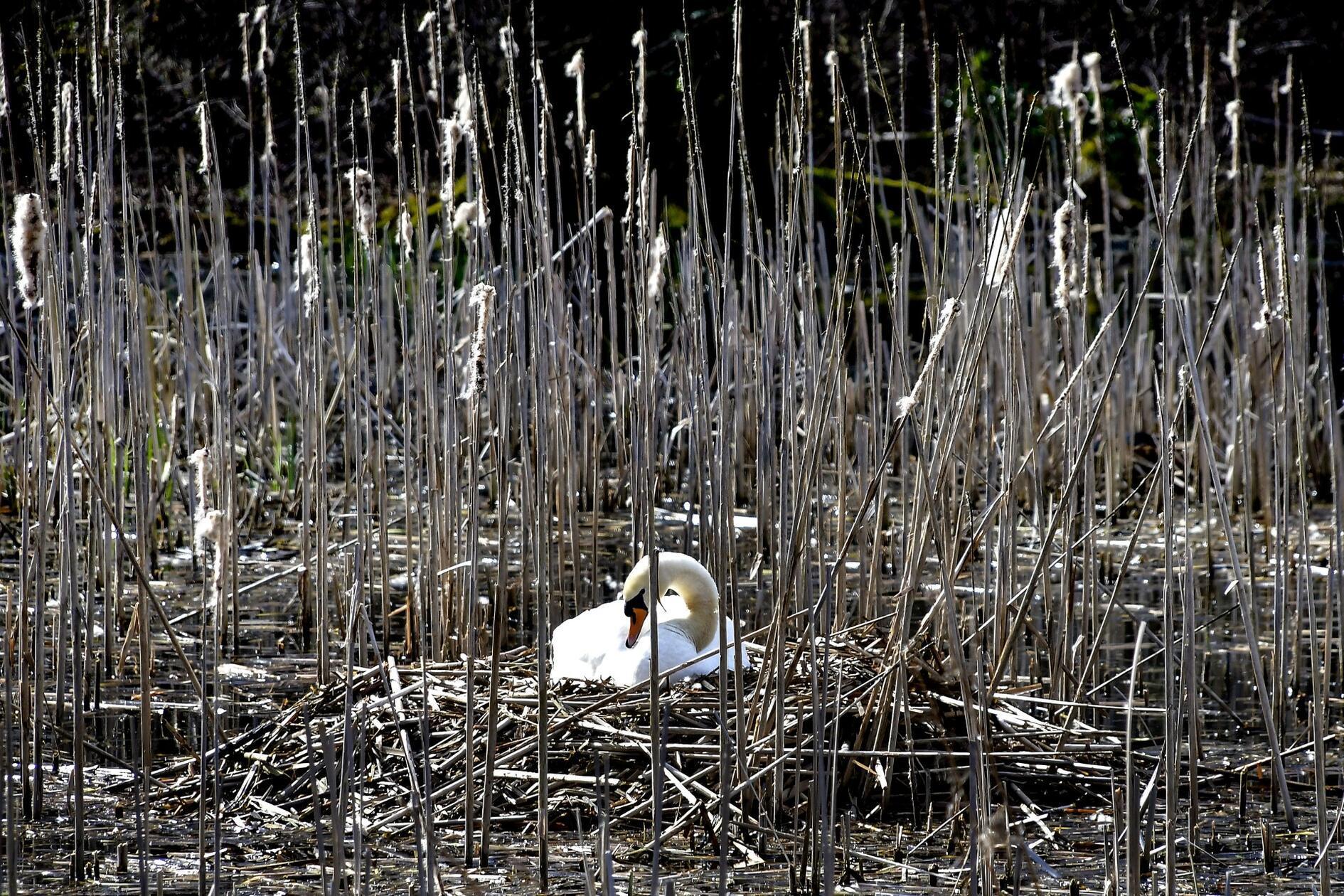 Beim Brüten baut das Schwanenpaar zuerst ein großes Nest aus Schilf, Gras und Zweigen am Rand eines Gewässers. Hier an den Stockweihern in Weiherhaus bei Herpersdorf.