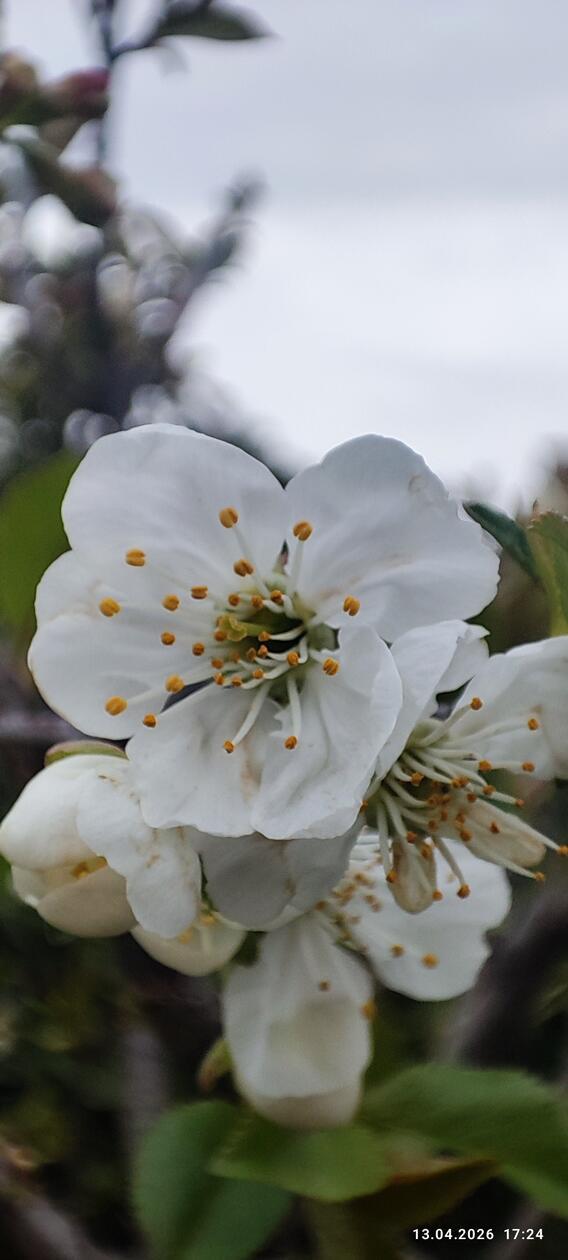 Frühlings-Blütenpracht im Garten unserer Leserin.