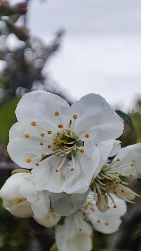 Frühlings-Blütenpracht im Garten unserer Leserin.