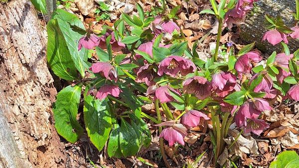 Der Christrosenwald bei Hohenstadt ist ein beeindruckendes, natürliches Vorkommen von Christrosen.