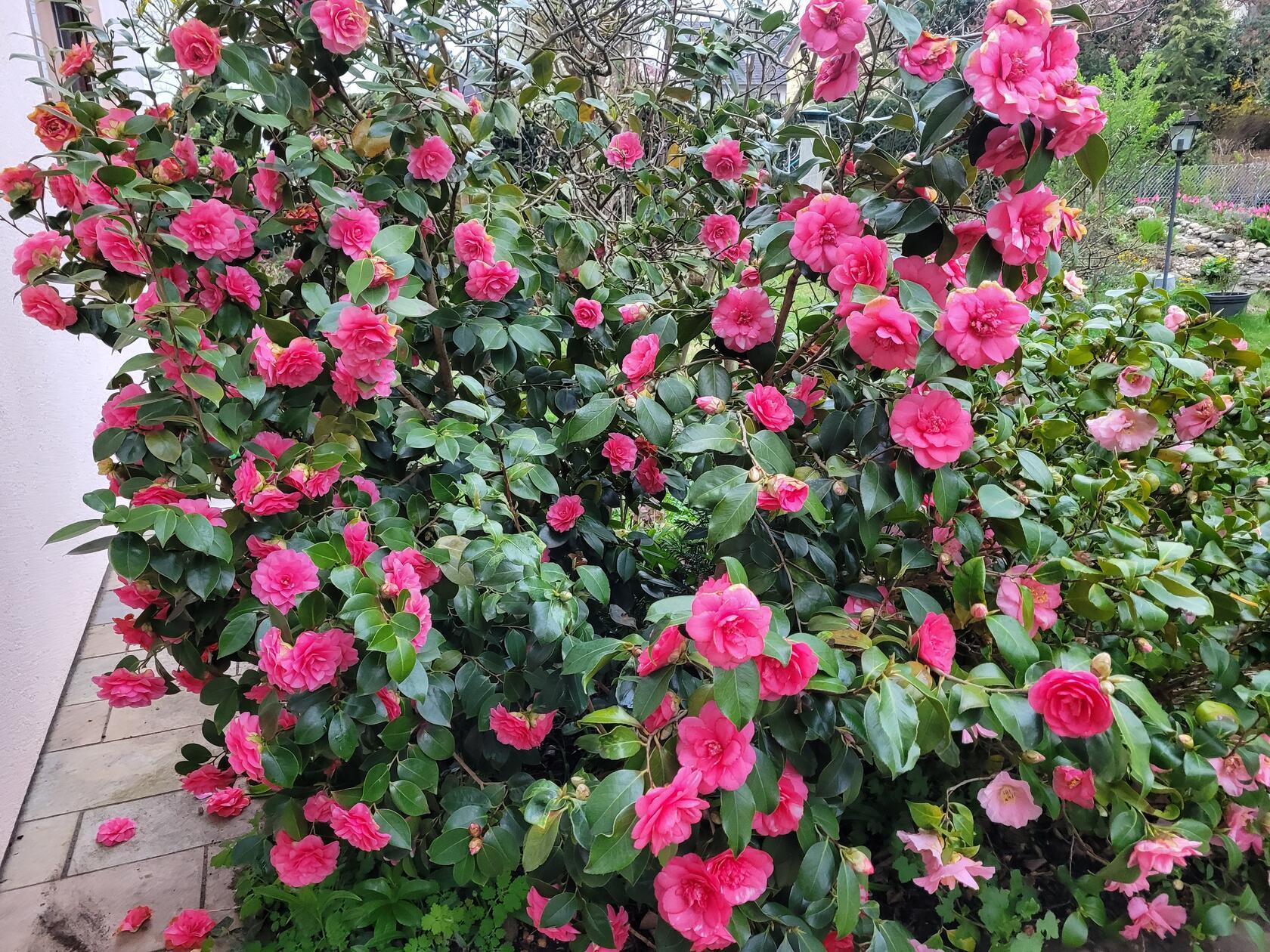 Die Camelienblüten im Garten unseres Lesers.