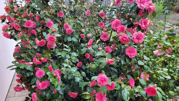 Die Camelienblüten im Garten unseres Lesers.