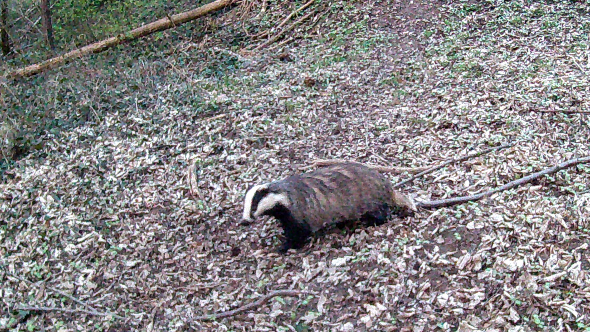 Ein sehr selten gesehener Bewohner des Schwabacher Stadtwaldes.