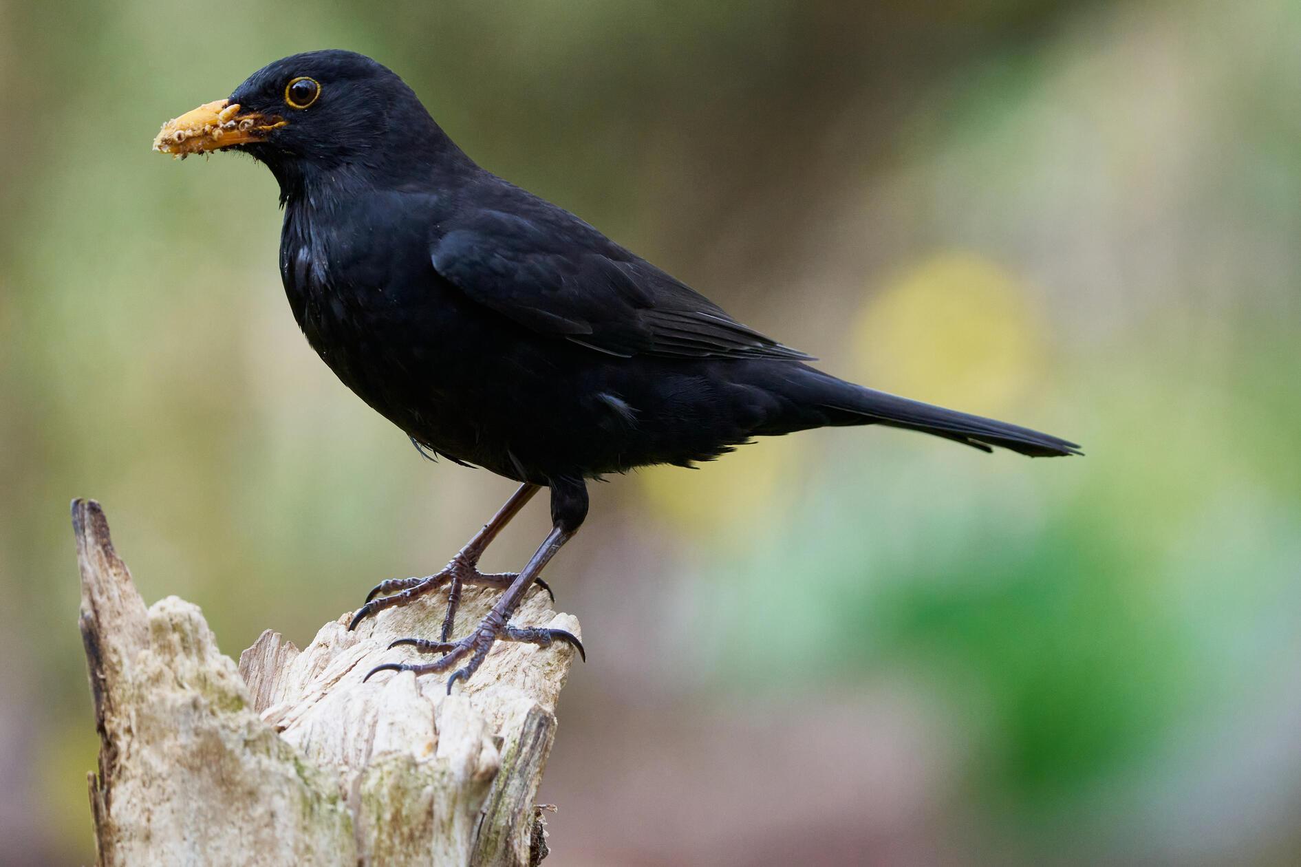 Ein fürsorglicher Vater - die hungrige Amselbrut wartet schon.