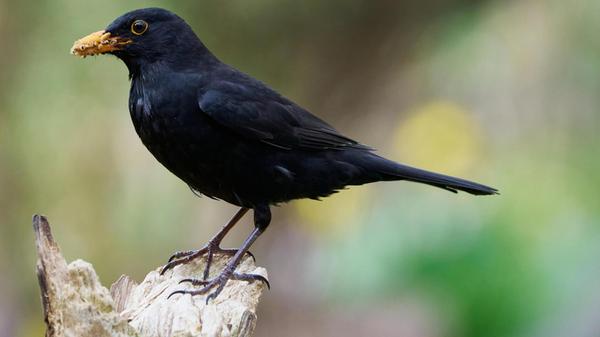 Ein fürsorglicher Vater - die hungrige Amselbrut wartet schon.
