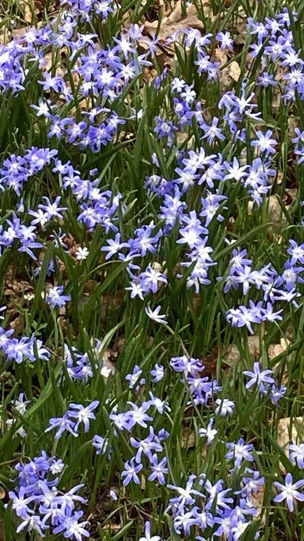 Der Blütenteppich im Bild festegehalten von unserer Leserin.