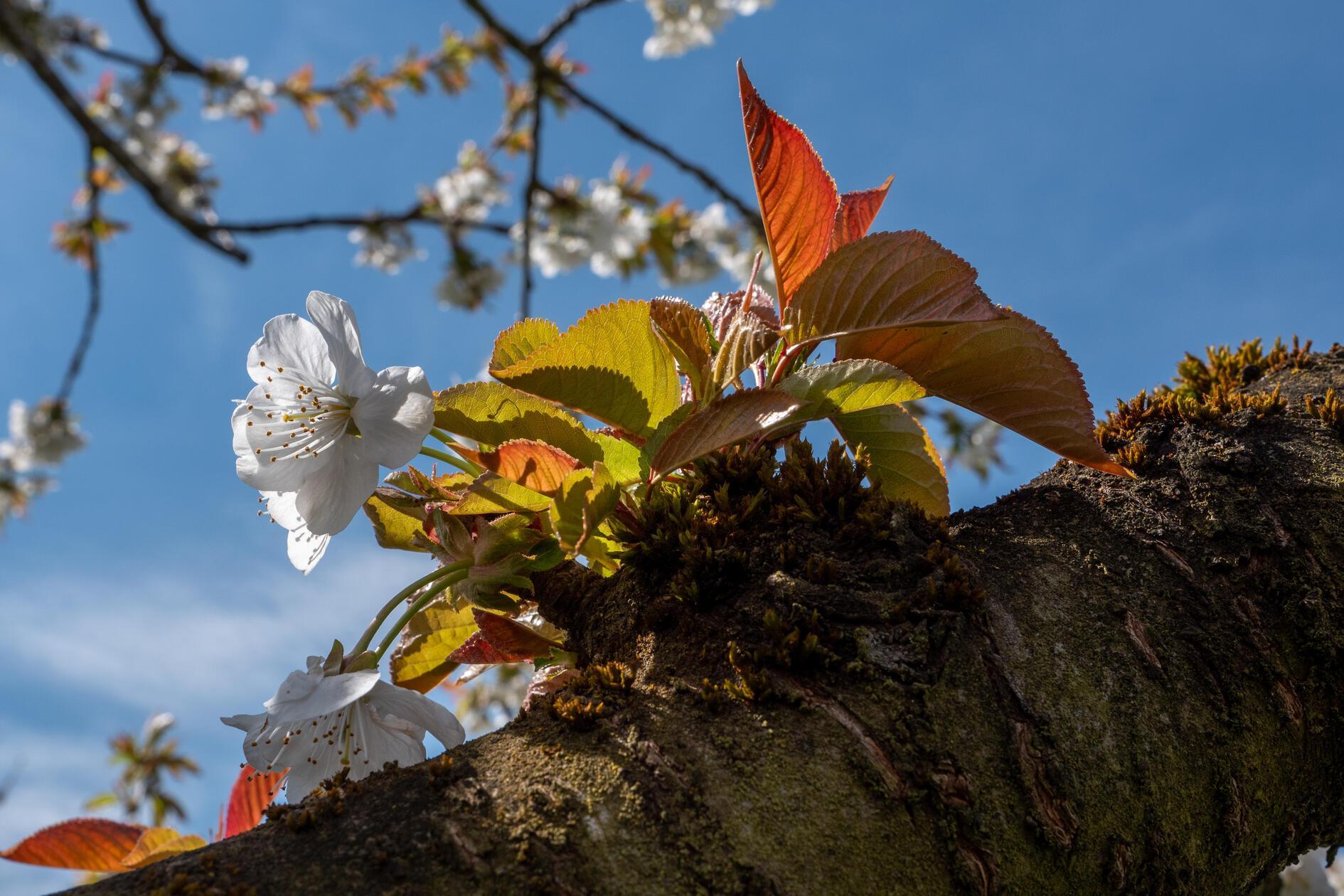 Neues Leben an einem Kirschbaumast.
