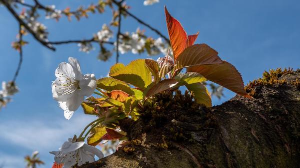Neues Leben an einem Kirschbaumast.