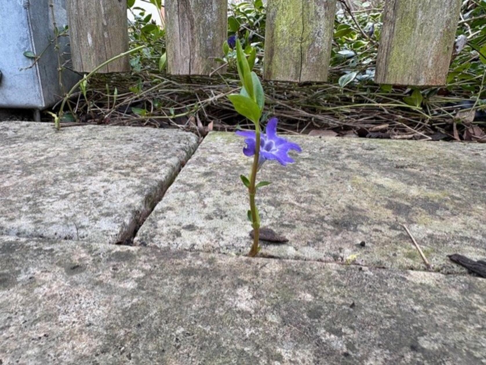Einzelkämpfer - die Natur lässt sich nicht einengen.