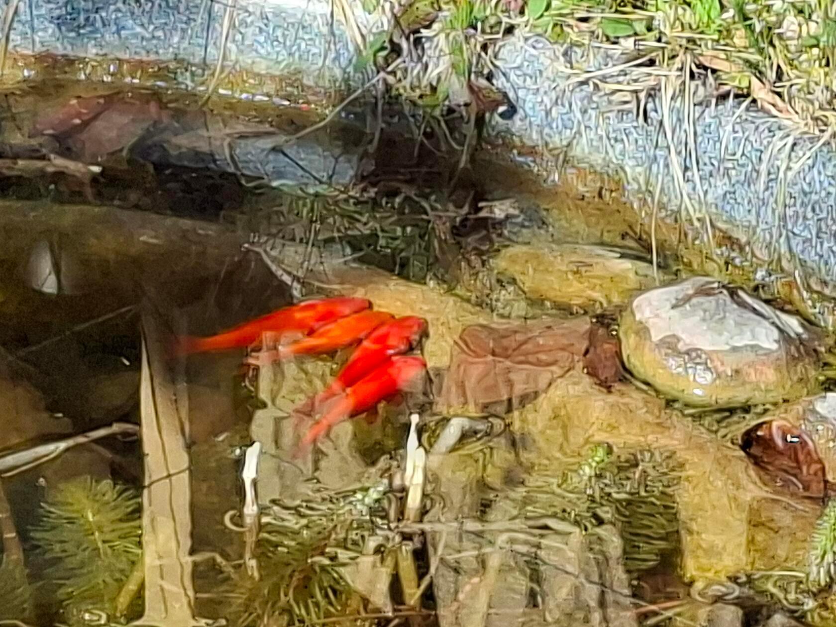 Herrlich, so ein gemeinsames Unterwasser-Sonnenbad im Gartenteich.