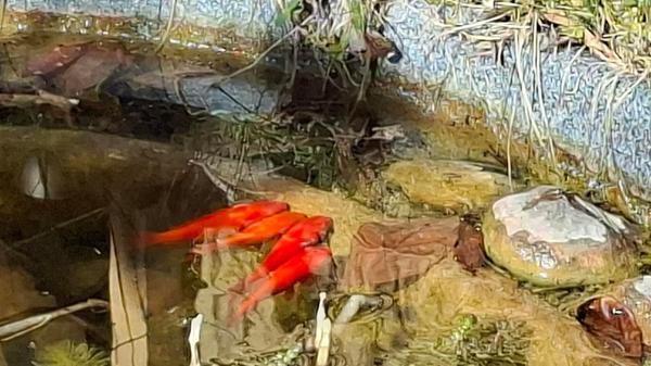 Herrlich, so ein gemeinsames Unterwasser-Sonnenbad im Gartenteich.