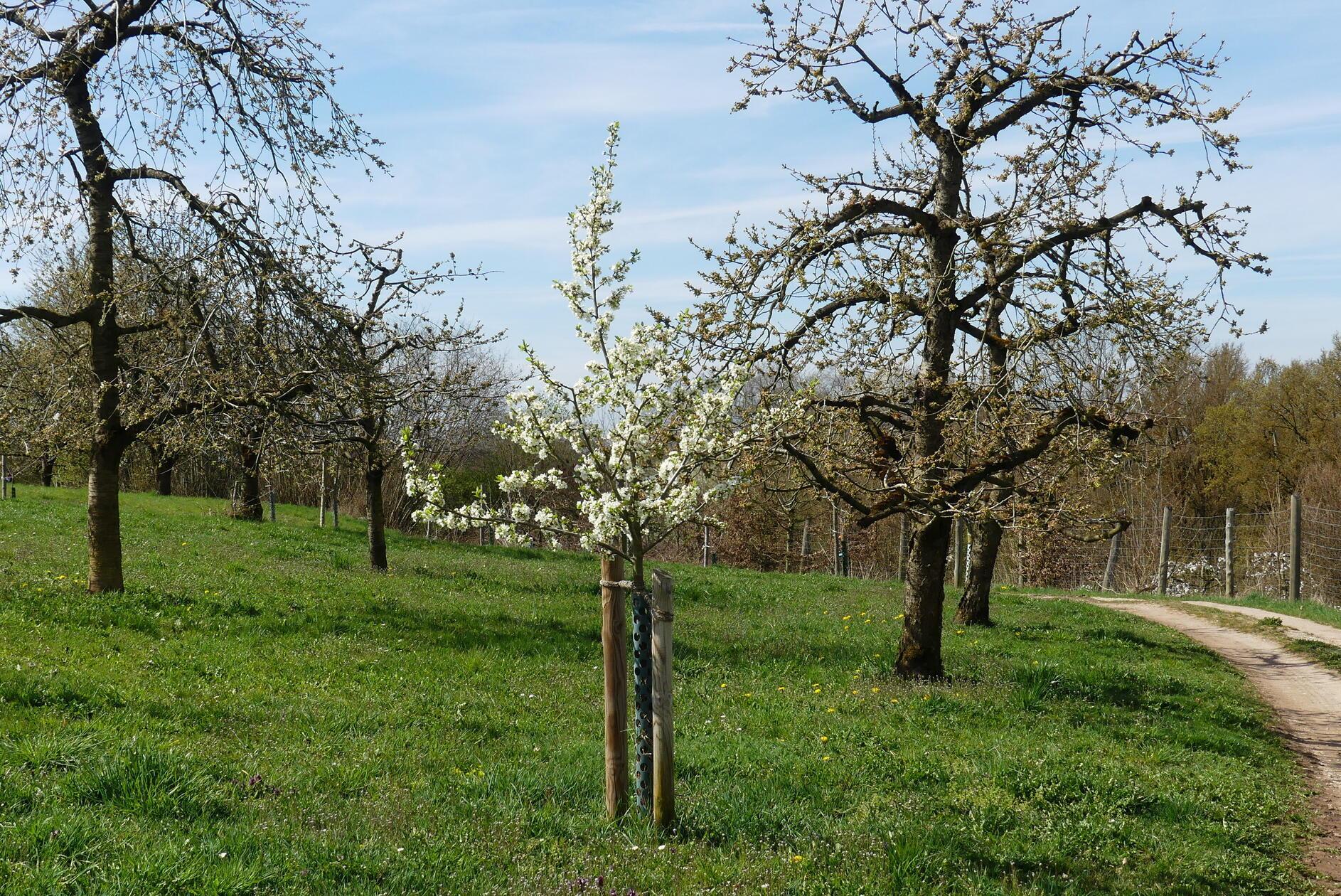 Das wird hoffentlich auch mal ein Großer werden.