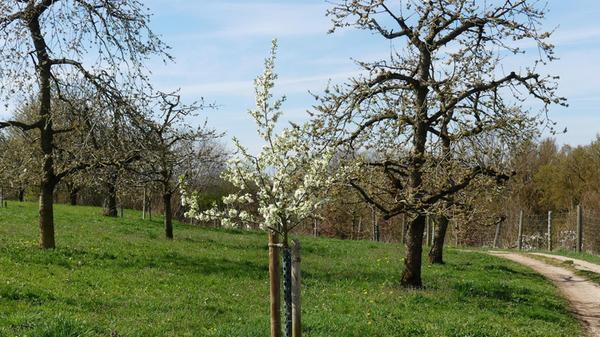 Das wird hoffentlich auch mal ein Großer werden.