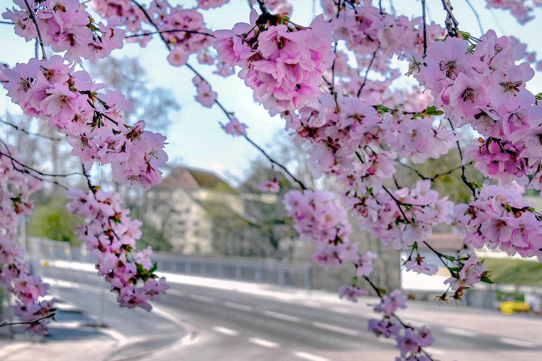 Die neue Schwarzachbrücke in Neuses, hinterm Blütenvorhang.