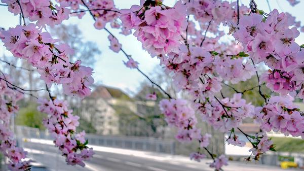 Die neue Schwarzachbrücke in Neuses, hinterm Blütenvorhang.