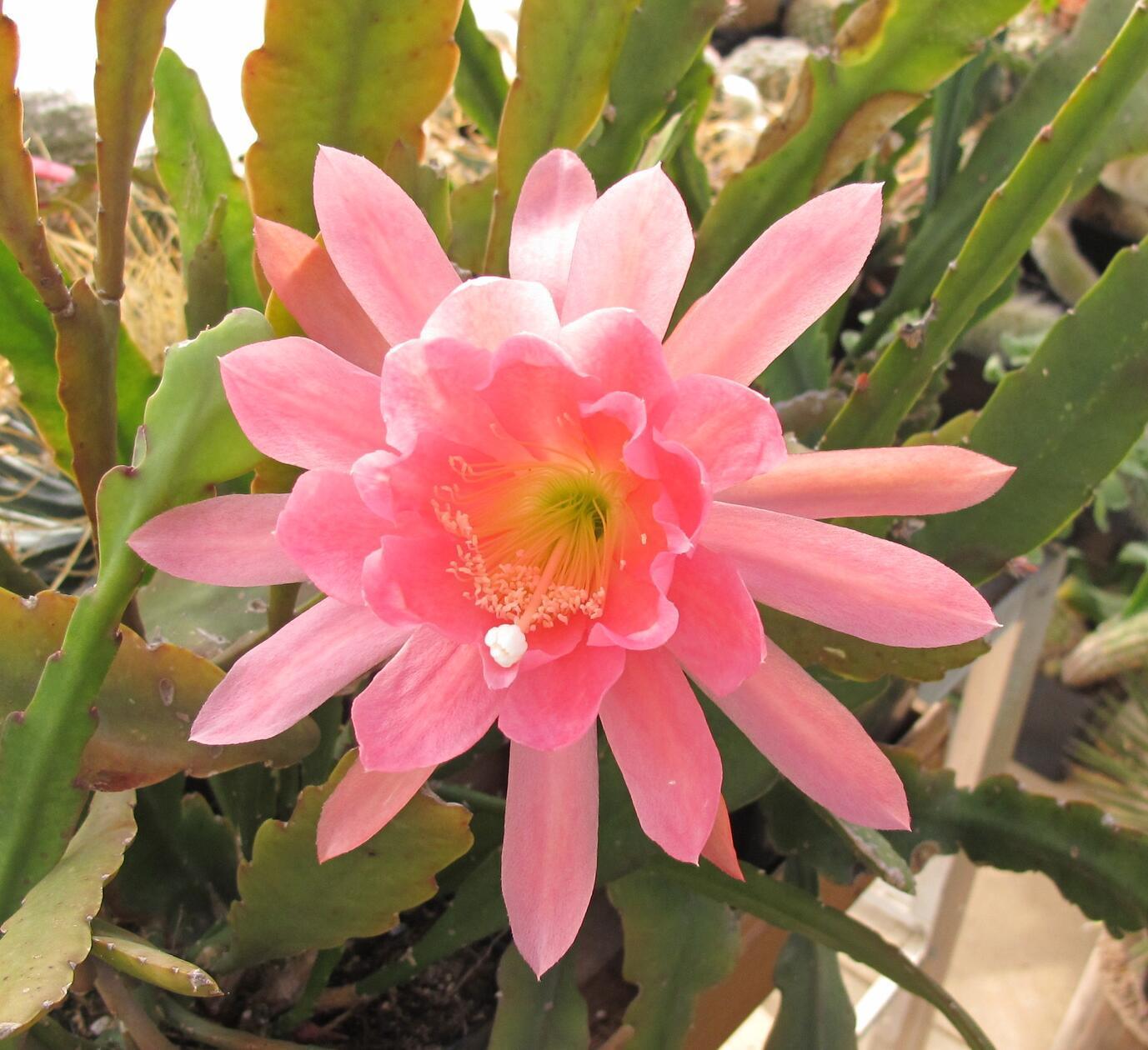 Diese wunderschöne Blüte aufgenommen von unserem Leser.