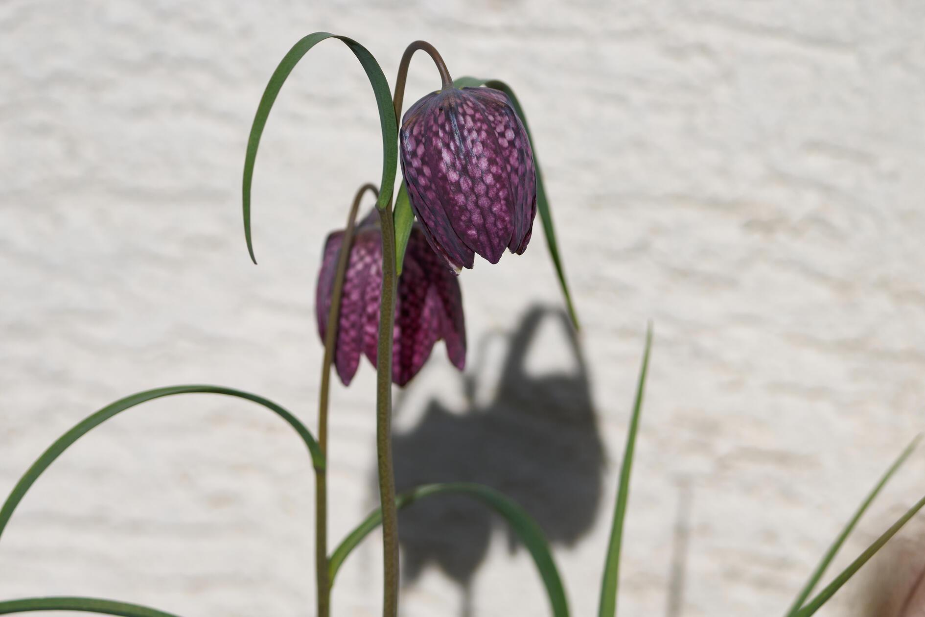 Eine wunberschöne Blume mit Schattenwurf.