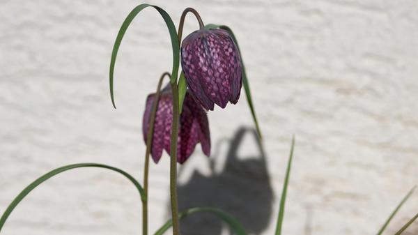 Eine wunberschöne Blume mit Schattenwurf.